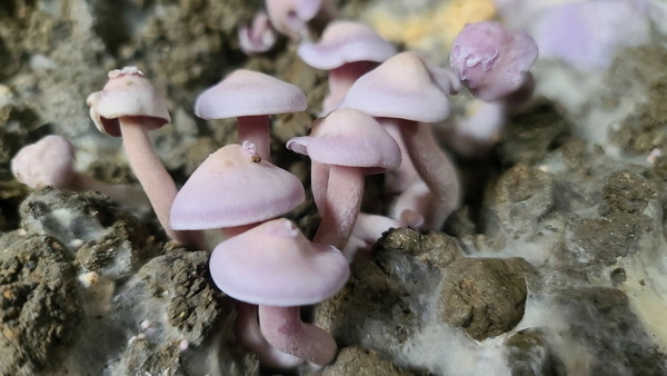 충북도, 인공재배용 ‘민자주방망이버섯’ 품종 육성 개발