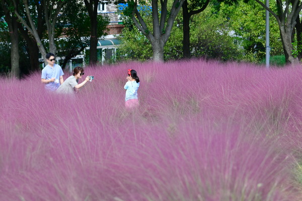 여수 선사유적공원, 핑크뮬리 분홍 구름 ‘물결’
