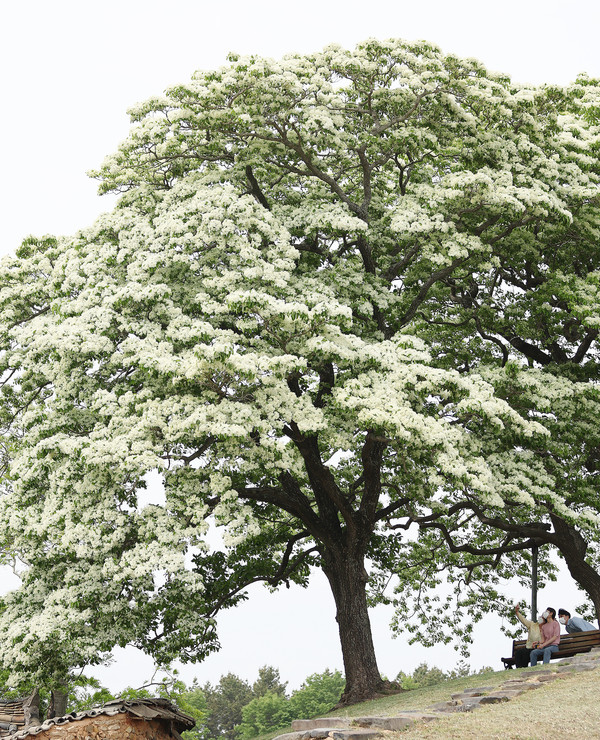  함평 양재리 이팝나무는 지난 1988년 전라남도 기념물 제117호로 지정됐다.