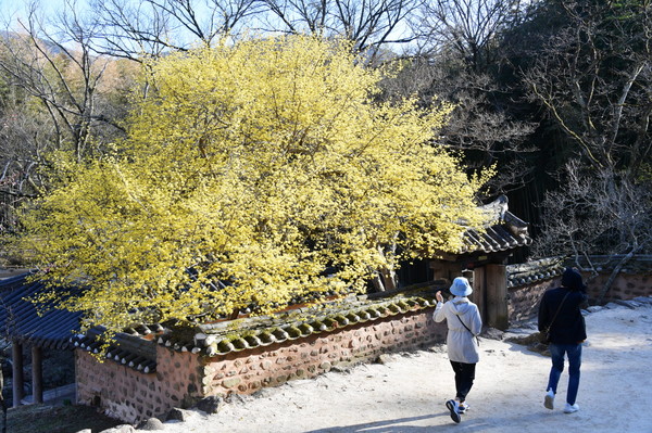 14일 전남 담양군 소쇄원 제월당과 광풍각을 덮은 산수유 꽃이 화사한 봄 풍경으로 여행객을 맞이한다.