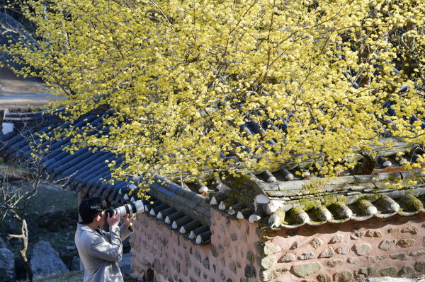 14일 전남 담양군 소쇄원 제월당과 광풍각을 덮은 산수유 꽃이 화사한 봄 풍경으로 여행객을 맞이한다.