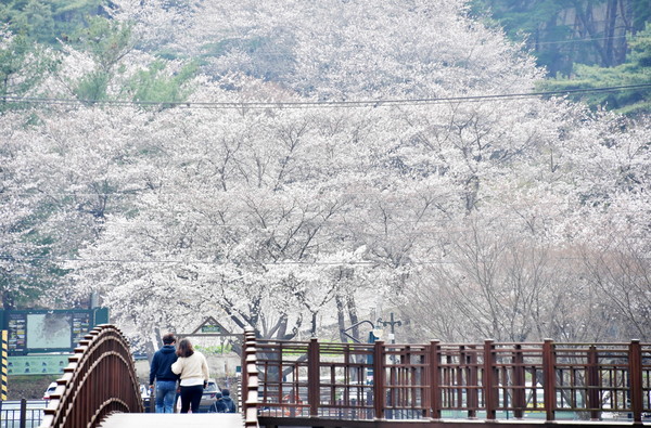 전남 담양군 용마루길 입구에 활짝 핀 벚꽃을 보며 방문객들이 봄 정취를 만끽하고 있다.